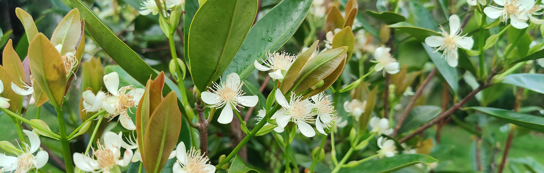 Flowers of Eugenia brasiliensis (Brazilian cherry / grumichama)